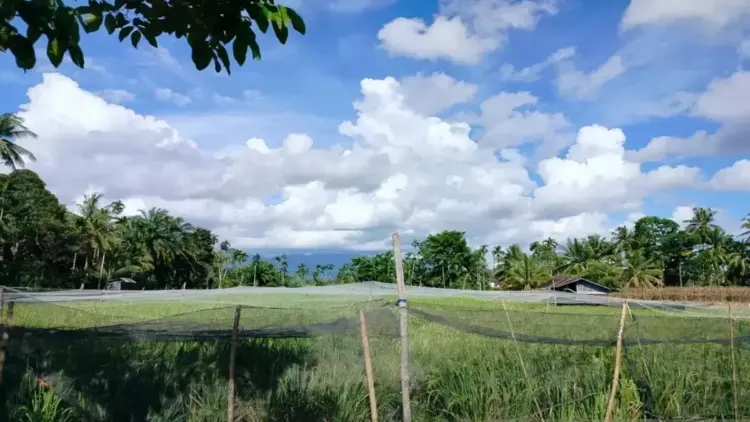 Kondisi padi milik petani Lubuk Basung, Kabupaten Agam. Dok ANTARA/Yusrizal
