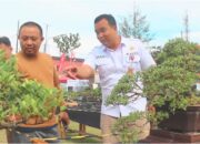 Unik! 347 Koleksi Bonsai Hiasi Alun-Alun Kota Gunungsitoli