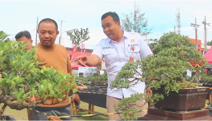 Unik! 347 Koleksi Bonsai Hiasi Alun-Alun Kota Gunungsitoli