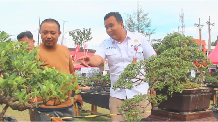 Unik! 347 Koleksi Bonsai Hiasi Alun-Alun Kota Gunungsitoli 1 Mario Otomosi Zebua, Ketua Panitia Perayaan Hari Ulang Tahun Kota Gunungsitoli ke-347 Tahun 2025 menjelaskan beberapa detail terkait tanaman Bonsai kepada pengunjung Alun-Alun Kota Gunungsitoli, Sumatera Utara. (dok. Radarsumbar.com/Putra Tanhar)