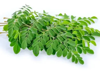 ilustrasi daun kelor. (dok. istimewa)