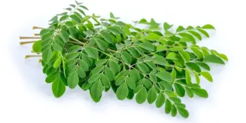 Keajaiban Daun Kelor, Sumber Antioksidan Alami untuk Kesehatan 8 ilustrasi daun kelor. (dok. istimewa)