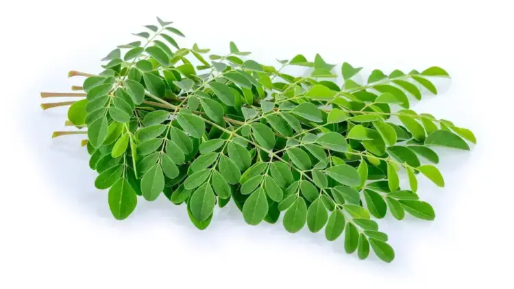 ilustrasi daun kelor. (dok. istimewa)