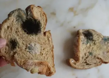 ilustrasi roti busuk dan berjamur. (dok. istimewa)