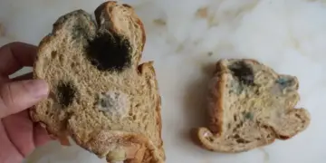 ilustrasi roti busuk dan berjamur. (dok. istimewa)