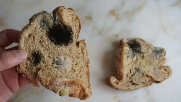 ilustrasi roti busuk dan berjamur. (dok. istimewa)