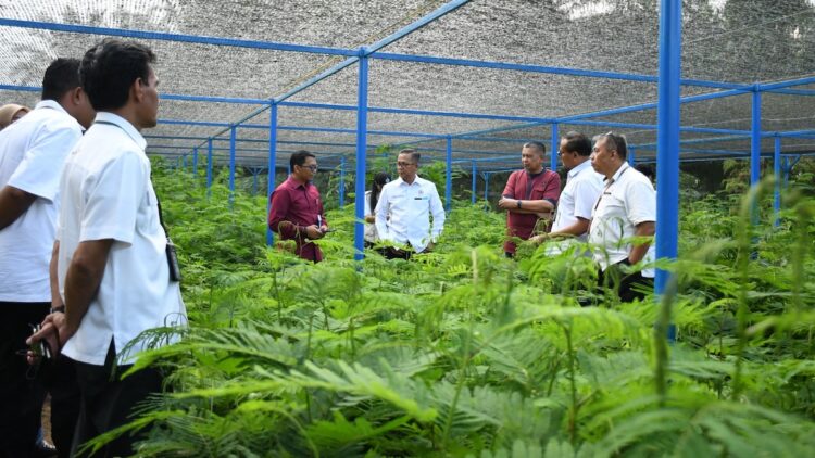 Kolaborasi Hijau: PT Semen Padang dan PPNP Tanam Harapan Lewat 2 Juta Bibit Kaliandra 1 Kolaborasi hijau PT Semen Padang dengan PNPP melalui penanaman kaliandra. (dok. istimewa)