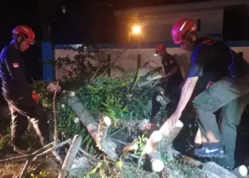 Personil BPBD Padang bersihkan material pohon tumbang. (dok. BPBD Padang)