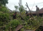 Lima Pohon Tumbang di Padang Akibat Hujan dan Angin Kencang, Ganggu Aktifitas Warga