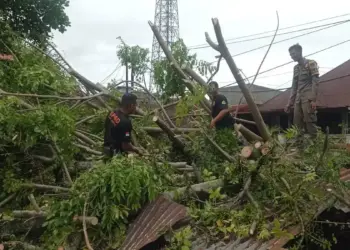 Personil BPBD Padang bersihkan material pohon tumbang di kawasan Simpang Haru. (dok. istimewa)