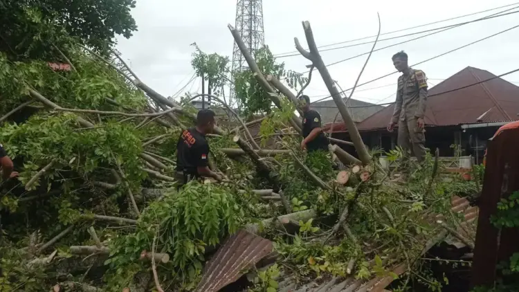 Personil BPBD Padang bersihkan material pohon tumbang di kawasan Simpang Haru. (dok. istimewa)