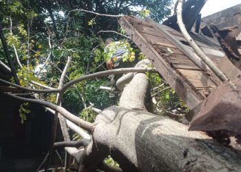Pohon tumbang timpa rumah warga di Alang Laweh, Kecamatan Padang Selatan, Kota Padang. (dok. BPBD Padang)
