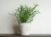 Ini Dia Tanaman Patah Tulang, Berikut Manfaat dan Tips Menggunakannya