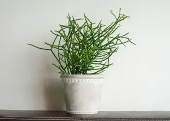 Tanaman patah tulang. (dok. istimewa)