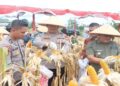 Polres Pasaman Barat Gelar Panen Raya Jagung, Dorong Pemanfaatan Lahan Keluarga