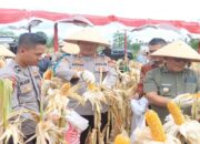 Polres Pasaman Barat Gelar Panen Raya Jagung, Dorong Pemanfaatan Lahan Keluarga