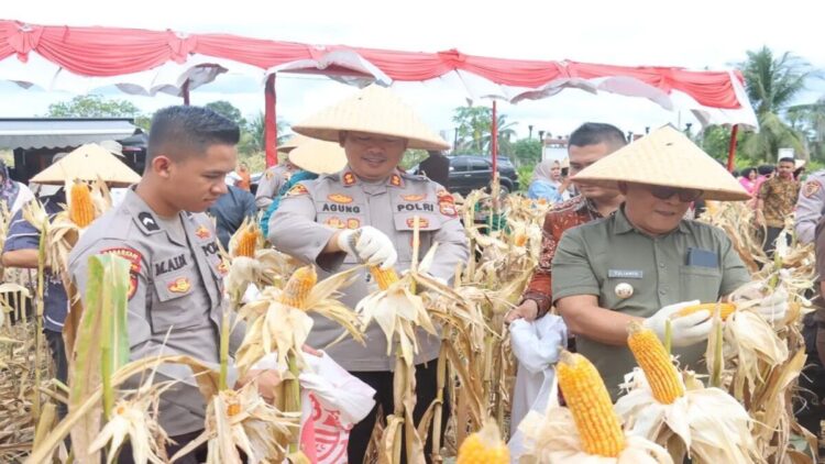 Kepala Polres Pasaman Barat AKBP Agung Tribawanto (tengah) bersama Bupati Pasaman Barat Yulianto dan forum komunikasi pimpinan daerah melaksanakan panen raya jagung upaya percepatan swasembada pangan di Rimbo Janduang Simpang Empat, Kamis (5/6/2025). ANTARA/HO-Humas Polres Pasaman Barat.