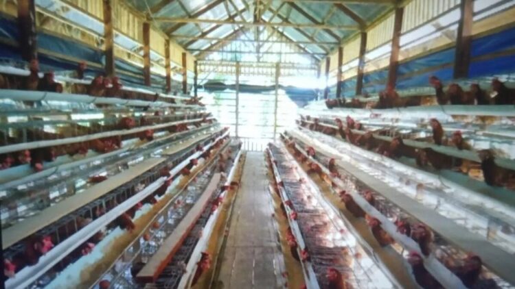 Budi daya ayam petelur di Kelompok Tani Bancah Bungo Tanjuang Jorong Kampung Cubadak Nagari (Desa) Lingkuang Aua Timur Kecamatan Pasaman. ANTARA/Altas Maulana. (Dana ketahanan pangan)