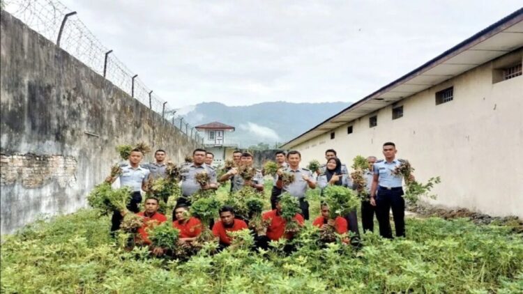 Rutan Lubuk Sikaping Panen 120 Kg Kacang Tanah, Hasilkan Produk UMKM Khas 1 Kepala Rutan Kelas IIB Lubuk Sikaping Resman Hanafi saat melakukan panen kacang tanah upaya dukungan program ketahanan pangan, Minggu (22/6/2025). ANTARA/Heri Sumarno.
