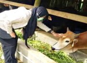 Pemko Padang Panjang Siapkan 556 Ekor Hewan Kurban, Pemko Pastikan Kesehatan dan Kepatuhan Syariat