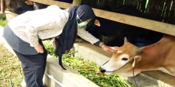 Pemko Padang Panjang Siapkan 556 Ekor Hewan Kurban, Pemko Pastikan Kesehatan dan Kepatuhan Syariat 8 Pemko Padang Panjang Siapkan 556 Ekor Hewan Kurban, Pemko Pastikan Kesehatan dan Kepatuhan Syariat