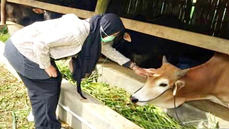 Petugas melakukan pemantauan rutin hewan kurban, sebelum di sembelih pada Idul Adha mendatang. (ANTARA/ Isril Naidi)