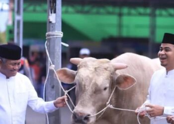 Pemko Solok Pantau Penyembelihan Sapi Kurban Presiden