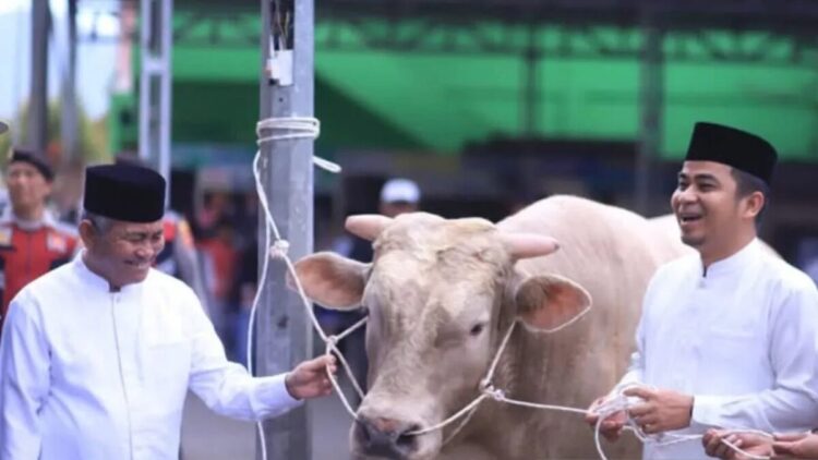 Wali Kota Solok Ramadhani Kirana Putra (kanan) bersama Wawako Solok Suryadi Nurdal saat memantau penyembelihan hewan kurban dari presiden RI di Kota Solok. ANTARA/HO-Diskominfo Solok