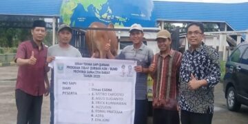 Pemprov Sumbar Salurkan 68 Sapi Kurban, 7 Ekor Dikirim untuk Warga Palestina
