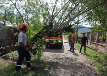 BPBD Padang lakukan pembersihan pohon tumbang. (dok. BPBD Padang)