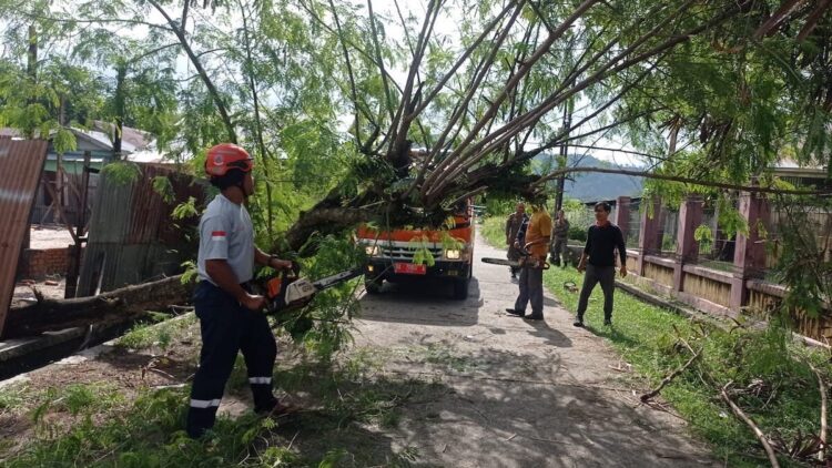 BPBD Padang lakukan pembersihan pohon tumbang. (dok. BPBD Padang)