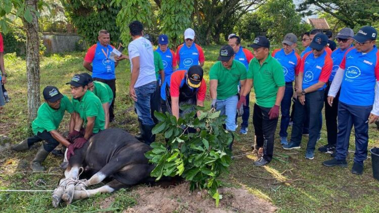 Bank Nagari Berkurban 2025, 51 Hewan Kurban Disembelih 1 Bank Nagari Berkurban 2025