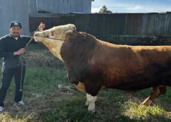 Presiden Prabowo Kurban Sapi Simmental Hampir 1 Ton di Bukittinggi
