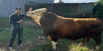 Presiden Prabowo Kurban Sapi Simmental Hampir 1 Ton di Bukittinggi