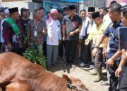 Pesantren Minangkabau Terima Sapi Kurban Presiden, Wagub Sumbar Serahkan Langsung
