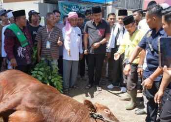 Pesantren Minangkabau Terima Sapi Kurban Presiden, Wagub Sumbar Serahkan Langsung