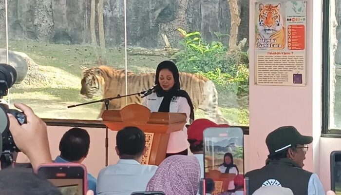 TMSBK Bukittinggi Tambah Dua Harimau Sumatera, Komisi IV DPR Dukung Konservasi