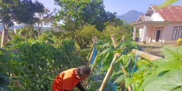 Dukung Ketahanan Pangan, Lapas Talu Pasaman Barat Tanam Sayur-Buah 8 Dukung Ketahanan Pangan, Lapas Talu Pasaman Barat Tanam Sayur-Buah