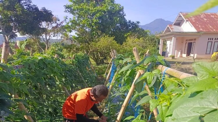 Pekerja saat merawat Lahan sayur mayur yang ditanam oleh Lapas Kelas III Talu di Kabupaten Pasaman Barat dalam upaya mendukung program Astacita presiden dan program Menteri Imigrasi dan Pemasyarakatan tentang ketahanan pangan. ANTARA/HO-Lapas Kelas III Talu.