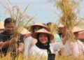 Titiek Soeharto Dorong Program Sawah Pokok Murah di Agam Diterapkan Nasional