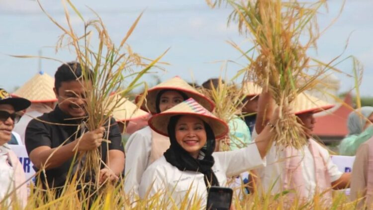 Ketua Komisi IV DPR RI, Titiek Soeharto memanen padi hasil produksi Sawah Pokok Murah (SPM) di Kabupaten Agam, Sumatera Barat. (ANTARA/Al Fatah)