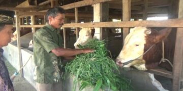 Presiden Prabowo Beli Sapi Peternak Dharmasraya untuk Kurban Idul Adha