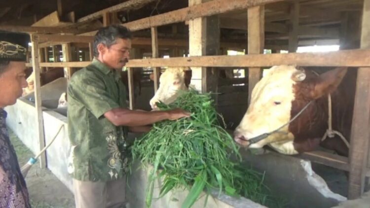 Presiden Prabowo Beli Sapi Peternak Dharmasraya untuk Kurban Idul Adha 1 Sapi jenis Simental milik Suroso dengan berat 1 ton yang akan dibeli Presiden Prabowo Subianto untuk disumbangkan sebagai hewan qurban pada Idul Adha 2025. Antara/HO-dok