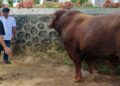 Presiden Prabowo Serahkan Sapi 930 Kg untuk Kurban di Agam 6 Presiden Prabowo Serahkan Sapi 930 Kg untuk Kurban di Agam