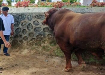 Presiden Prabowo Serahkan Sapi 930 Kg untuk Kurban di Agam