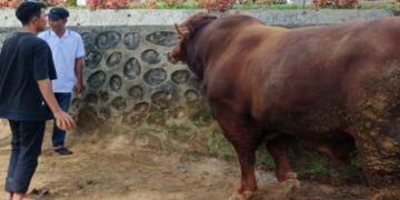 Presiden Prabowo Serahkan Sapi 930 Kg untuk Kurban di Agam 8 Presiden Prabowo Serahkan Sapi 930 Kg untuk Kurban di Agam