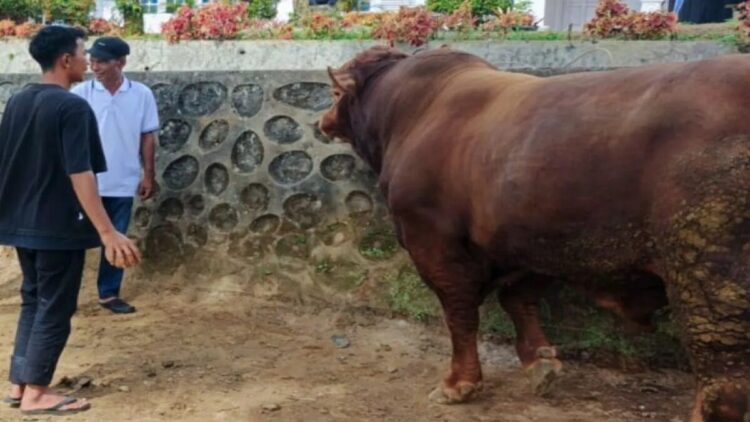 Presiden Prabowo Serahkan Sapi 930 Kg untuk Kurban di Agam 1 Kepala Dinas Pertanian Agam Arief Restu (tiga dari kanan) didampingi Kabid Peternakan Dinas Pertanian Agam Nivo Rianto (dua dari kiri) meninjau sapi bantuan kemasyarakatan presiden. Dok HO/ANTARA/Distan Agam
