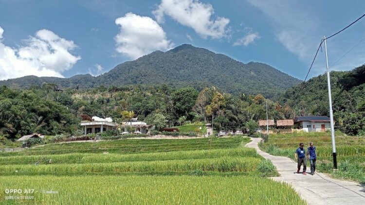 Nagari Sikabu-sikabu Tanjung Haro Padang Panjang. (dok. Radarsumbar.com)