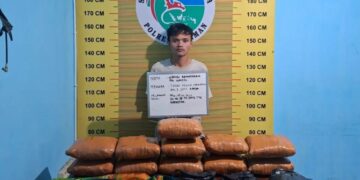 Tersangka WR (24) beserta 11 paket besar Ganja yang diringkus oleh Satres Narkoba usai diamankan ke Mako Polres Pasaman, Jumat (13/6/2025).(dok ANTARA/Heri Sumarno)
