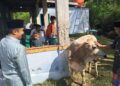 Wagub Sumbar Salat Id dan Serahkan Kurban di Masjid Nurul Huda Sungai Nyalo Pessel 5 Wagub Sumbar Vasko Ruseimy serahkan sapi kurban di Sungai Nyalo, Kabupaten Pesisir Selatan. (dok. adpsb)